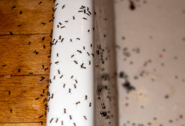 Best Insect Control  in St Helens, OR